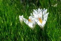 Saffron (Crocus) - an ornamental plant Royalty Free Stock Photo