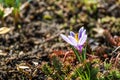 Saffron (Crocus) - an ornamental plant Royalty Free Stock Photo