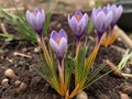 Saffron (Crocus sativus) in the garden