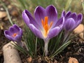 Saffron (Crocus sativus) in the garden