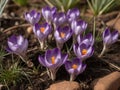 Saffron (Crocus sativus) in the garden