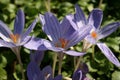 Crocus speciosus.Saffron on a background of green grass. Royalty Free Stock Photo