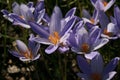 Crocus speciosus. Saffron on a background of green grass. Royalty Free Stock Photo