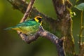 Saffron-Crowned Tanager