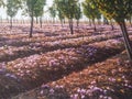 Field of crocus flowers Royalty Free Stock Photo