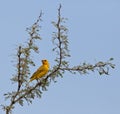 Saffron Finch on branch