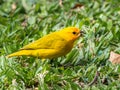 Saffron Finch