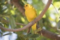 Saffron finch from Grand Cayman Islands