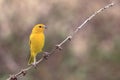 Saffron Finch Sicalis flaveola perched in a scribble Royalty Free Stock Photo