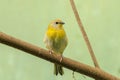 Saffron finch, Sicalis flaveola, perching in a forest Royalty Free Stock Photo