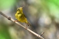 Saffron finch, Sicalis flaveola, Sicalis flaveola; Family: Thraupidae; Genus: Sicalis; Species: S. flaveola