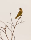 Saffron Finch on twig