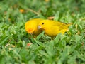 Saffron Finches