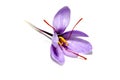 Saffron flower Royalty Free Stock Photo