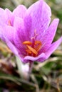 Saffron flower Royalty Free Stock Photo