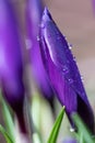 Saffron flower buds, vibrant violet and purple crocus macro with selective focus and blurred background, Royalty Free Stock Photo