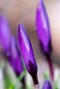 Saffron flower buds, vibrant violet and purple crocus macro with selective focus and blurred background, Royalty Free Stock Photo