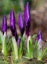 Saffron flower buds, vibrant violet and purple crocus macro with selective focus and blurred background, Royalty Free Stock Photo