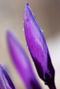 Saffron flower buds, vibrant violet and purple crocus macro with selective focus and blurred background, Royalty Free Stock Photo