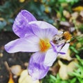 Saffron flower bumblebee
