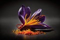 Saffron flower close up shot. Dark background. Royalty Free Stock Photo