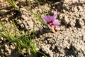 Saffron flower, Crocus sativus growing on ground