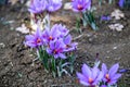 Saffron flower on ground, crocus purple blooming field, harvest collection Royalty Free Stock Photo