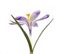 Saffron flower Royalty Free Stock Photo