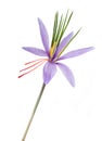 Saffron flower isolated Royalty Free Stock Photo