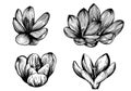 Saffron flower set. Crocus flower sketch Royalty Free Stock Photo