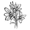 Saffron flower spice sketch engraving vector