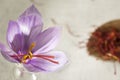 Saffron flower and types in a spoon Royalty Free Stock Photo
