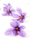 Saffron flowers