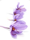 Saffron flowers