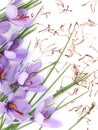 Saffron flowers Royalty Free Stock Photo