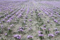 Saffron flowers Royalty Free Stock Photo