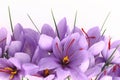 Saffron flowers