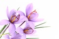 Saffron flowers