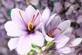 Saffron flowers