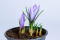 Saffron flowers began to bloom in a flower pot. Saffron on a white background. Royalty Free Stock Photo