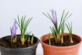 Saffron flowers begin to bloom in pots. Purple buds on a white background. Royalty Free Stock Photo