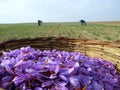 Saffron flowers in bloom Royalty Free Stock Photo