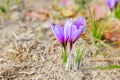 Saffron flowers bloom into beautiful purple blossoms known as crocuses. Royalty Free Stock Photo
