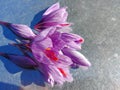 Saffron Flowers Crocus sativus Royalty Free Stock Photo