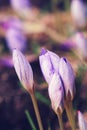 Saffron Flowers Crocus speciosus Royalty Free Stock Photo