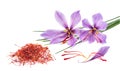 Saffron flowers with dried  stigmas Royalty Free Stock Photo