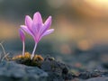 Saffron flowers emerging at dawn Royalty Free Stock Photo