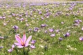 Saffron flowers