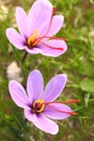 Saffron flowers Royalty Free Stock Photo