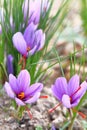 Saffron flowers in a field Royalty Free Stock Photo